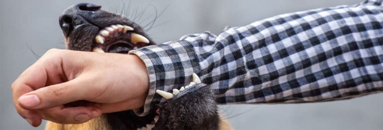 Get the Best Dangerous Dog Bite Lawyer in Philadelphia | Injury Lawyer